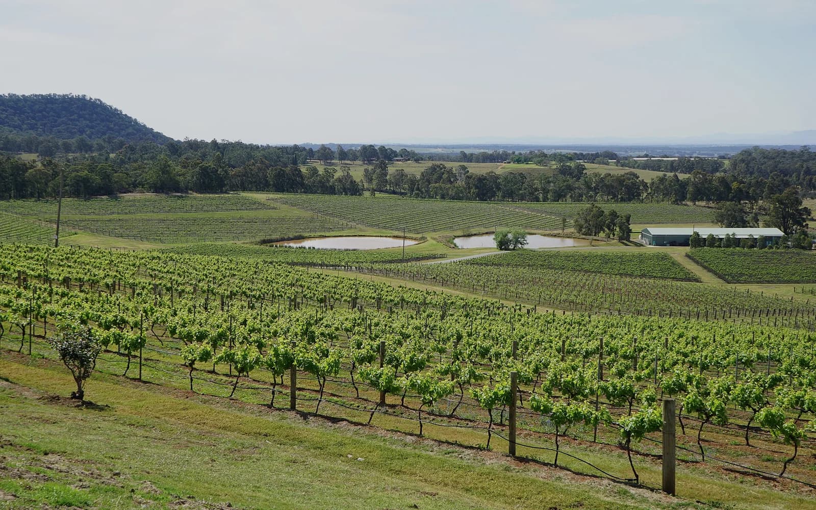 Rows of vines in a Hunter Valley vineyard running towards low hills
