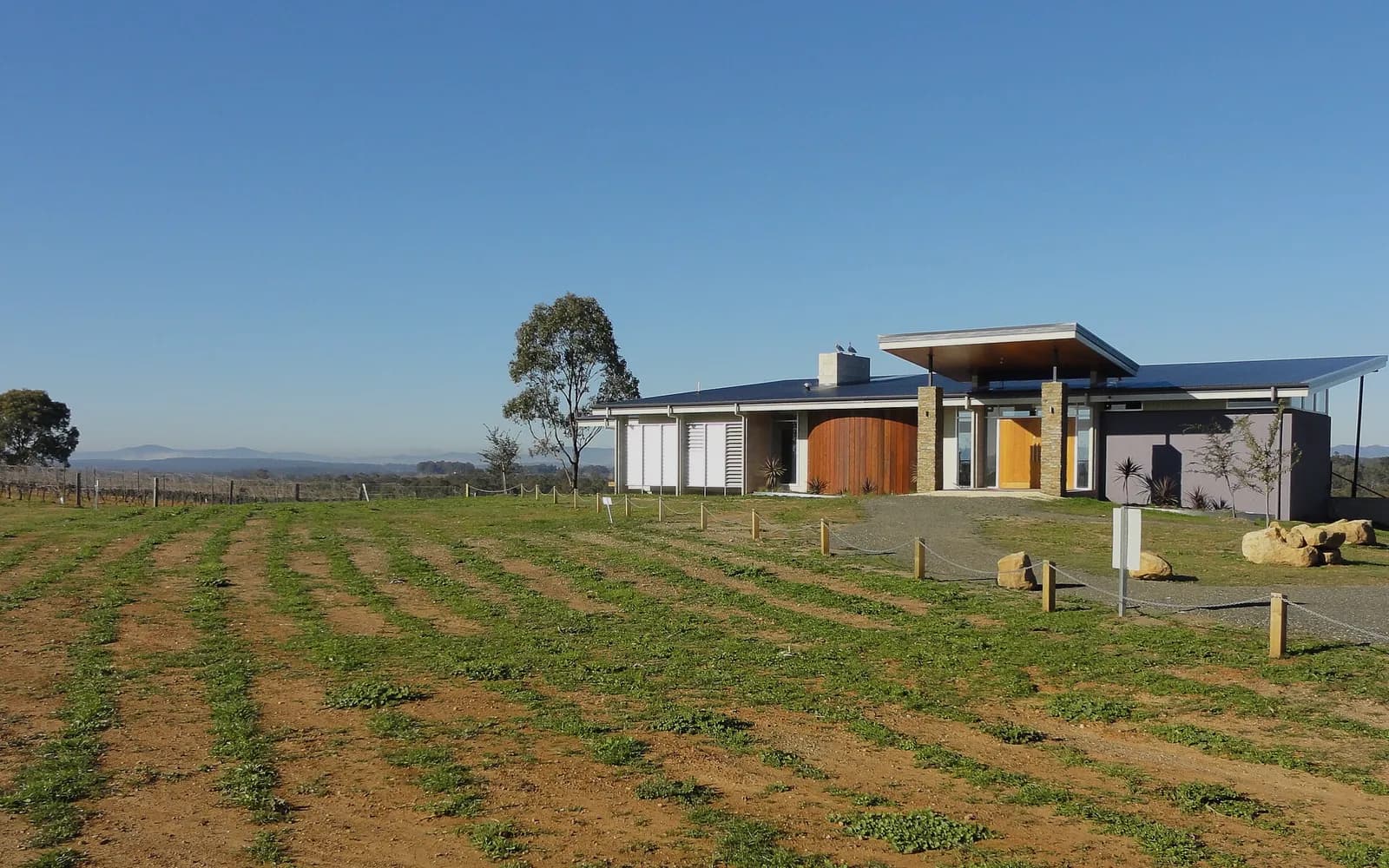 Vines running across a Hunter Valley slope towards the hills